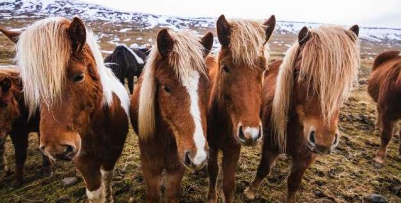 Чубарыи кон крапчатая масть — четыре основные масти лошадей и их особенности