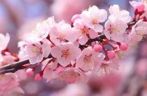 Не просто цветок: что на самом деле обозначает имя Сакура и почему его так боятся давать дочерям?