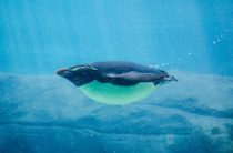 Шокирующая правда: сколько на самом деле длится беременность у китов