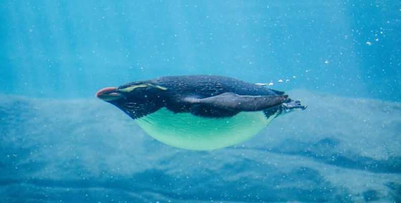 Шокирующая правда: сколько на самом деле длится беременность у китов