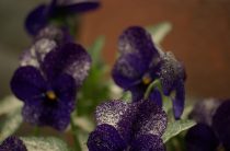 Имя Виолетта: тайна характера, судьбы и неожиданные способности