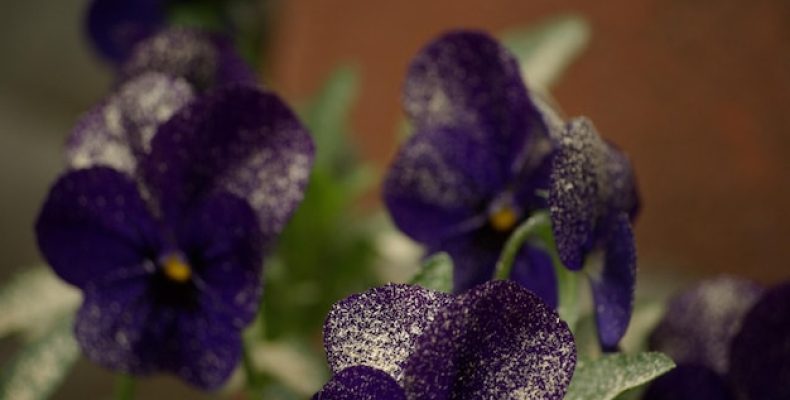 Имя Виолетта: тайна характера, судьбы и неожиданные способности