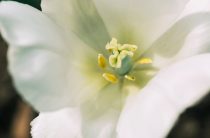 Тайна происхождения имени Лилия: от древних мифов до наших дней