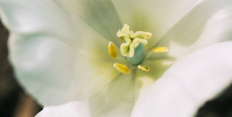 Тайна происхождения имени Лилия: от древних мифов до наших дней