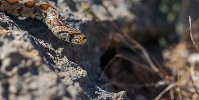 Древние окаменелости — мшанки, криноидеи и другие уникальные находки
