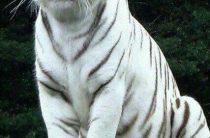 Талисман зимних игр 2018: скрытая сила защитника, о которой молчат организаторы