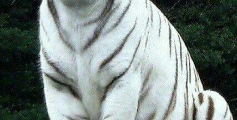 Талисман зимних игр 2018: скрытая сила защитника, о которой молчат организаторы