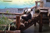 Тайна имен панд в Московском зоопарке: что они скрывают на самом деле