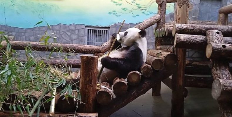 Тайна имен панд в Московском зоопарке: что они скрывают на самом деле