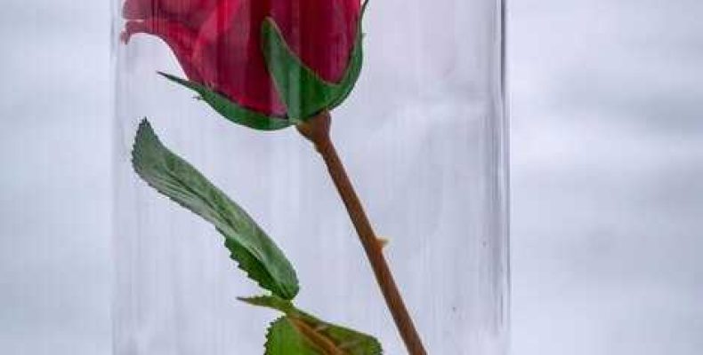 Гадание по лепесткам розы — откройте тайны своего будущего