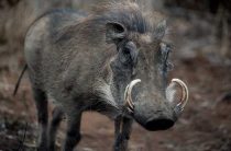 Год Кабана — Характеристика Мужчины и Знаки Зодиака, Подходящие для Него