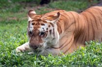 Тигр ждёт тебя: как приручить удачу с его помощью