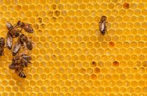 Тайный смысл амулетов bee: почему пчела стала символом удачи и денег?