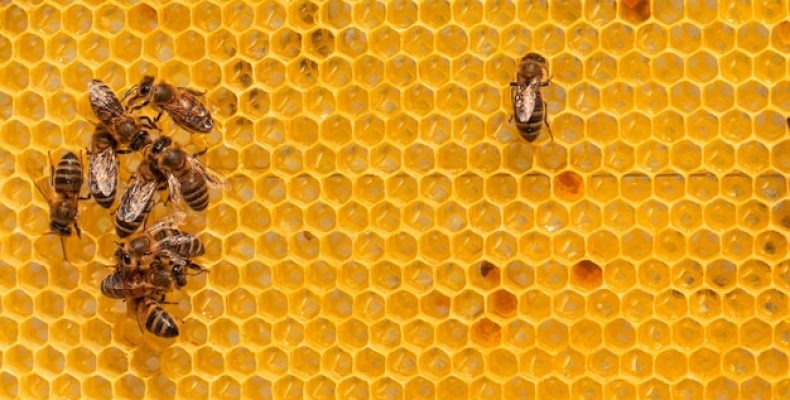 Тайный смысл амулетов bee: почему пчела стала символом удачи и денег?