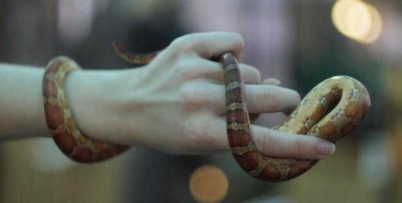 Истории об огненном змее — откуда он появляется и кому угрожает? Узнайте все тайны!