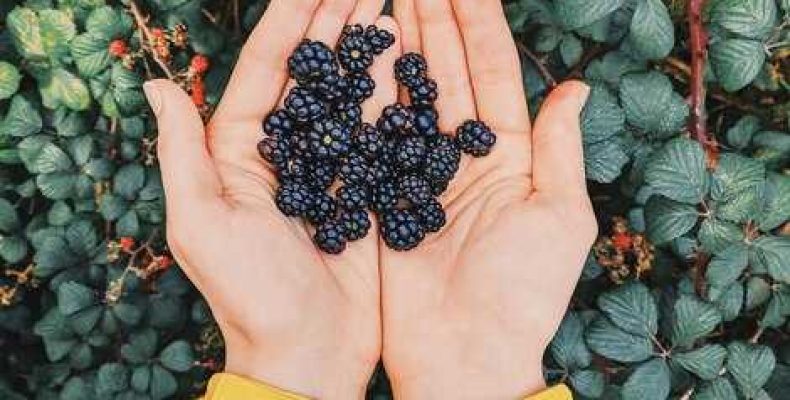 К чему снится черника — тайные значения и интерпретации снов о крупной ягоде