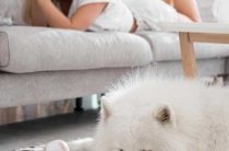 К чему снится, что маленькая собака укусила? Толкование снов о собаках и их символика