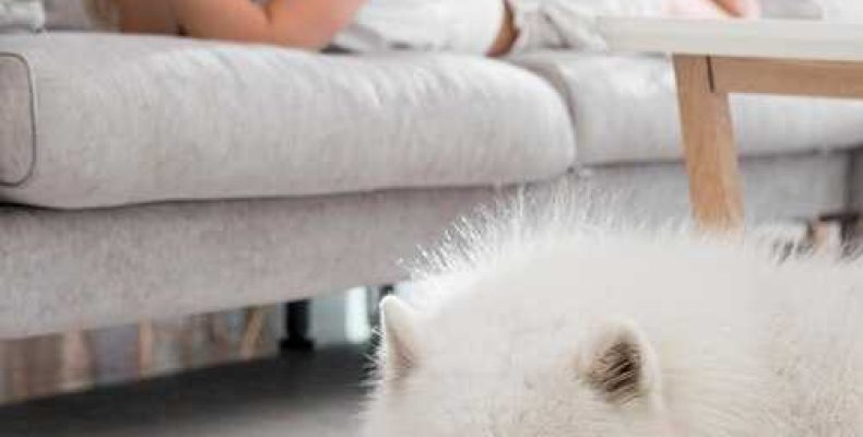 К чему снится, что маленькая собака укусила? Толкование снов о собаках и их символика