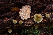 К чему снится гнилой гриб — толкование снов о грибах и их значение