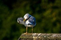 К чему снится голубка с птенцами — толкования по количеству птиц