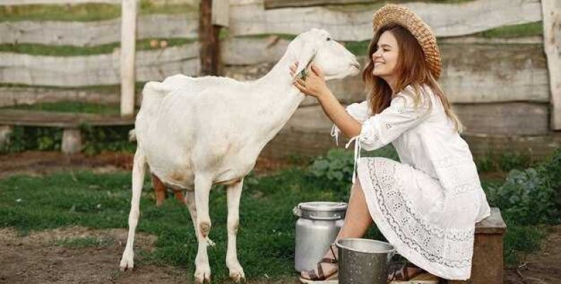 К чему снится корова и молоко — толкование снов о доении коровы для женщины