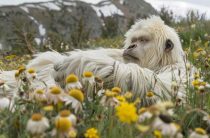 К чему снится лама — значение и толкование сновидений о ламах