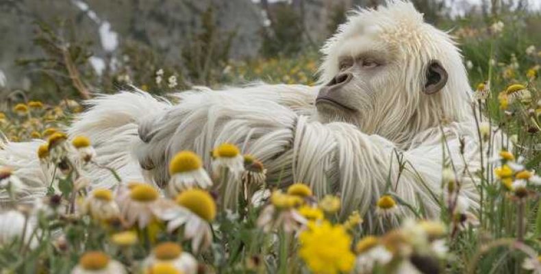 К чему снится лама — значение и толкование сновидений о ламах