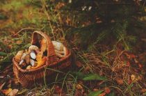 К чему снится летний лес, сосна и сбор грибов — толкование снов