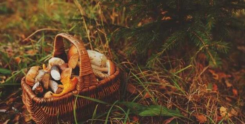 К чему снится летний лес, сосна и сбор грибов — толкование снов