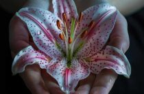 К чему снится лилия? Толкование сна и значения символа