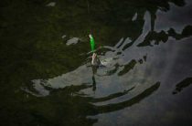 К чему снится ловля карпа — магия чисел и сонник XX века о рыбе