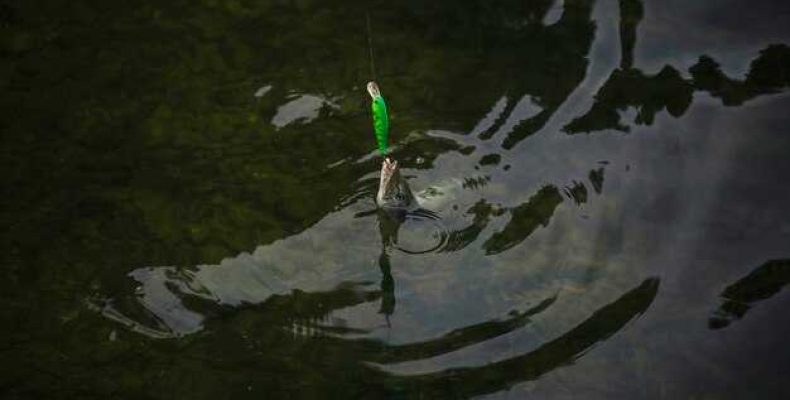 К чему снится ловля карпа — магия чисел и сонник XX века о рыбе