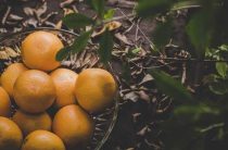 К чему снится срывать мандарины с дерева — толкование и значение сна