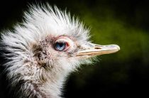 К чему снится страус — толкование сновидений и значение символа