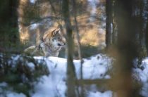 К чему снится волк — значение сна о воеводе и волках