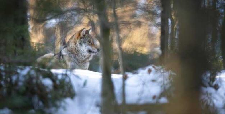 К чему снится волк — значение сна о воеводе и волках