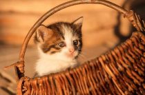 К чему снится взятие рыжего котенка и значение снов о котятах