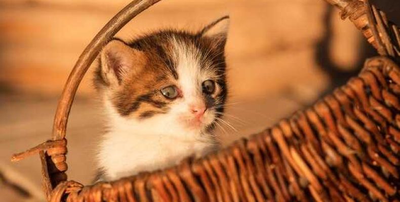 К чему снится взятие рыжего котенка и значение снов о котятах