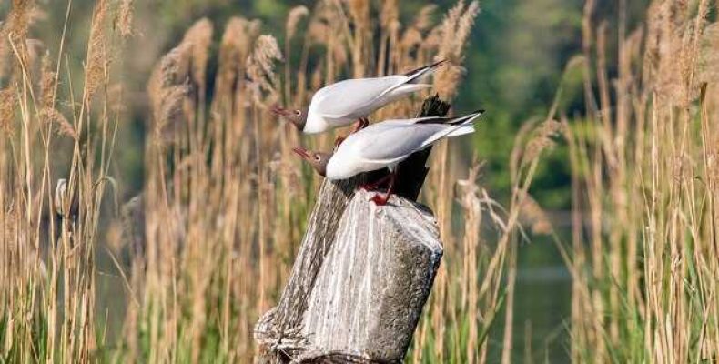 К чему снится журавль девушке? Значение сна о кормлении журавлей во сне