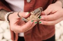 К чему снятся крабы — толкование по соннику Хассе