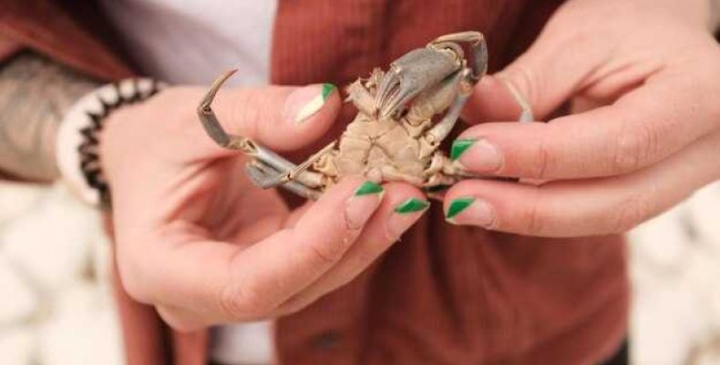 К чему снятся крабы — толкование по соннику Хассе