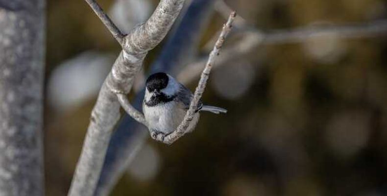К чему снятся снегири на дереве — значение сна про снегирей