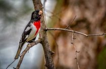 К чему снятся снегири — толкование и значение по соннику