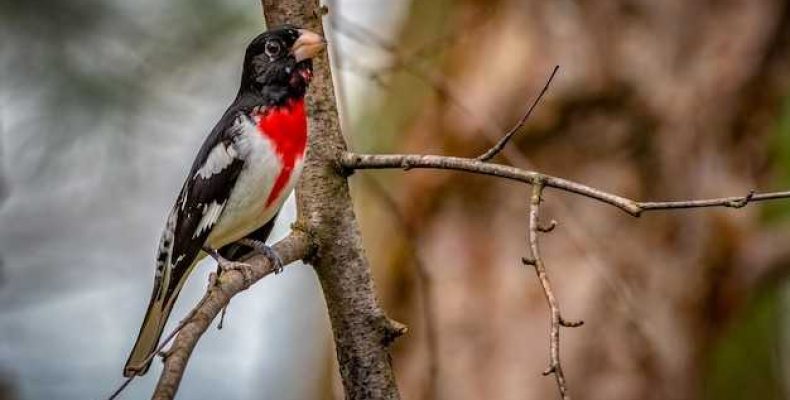 К чему снятся снегири — толкование и значение по соннику