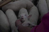 К чему снятся свиньи — подробный сонник и значения снов о свиньях