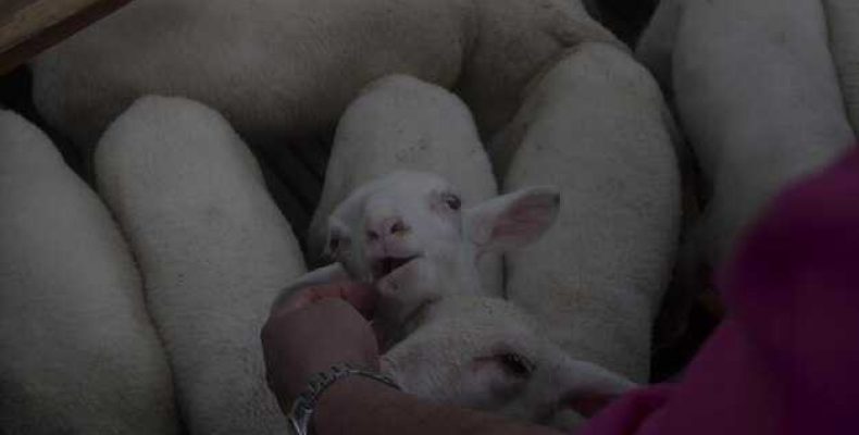 К чему снятся свиньи — подробный сонник и значения снов о свиньях