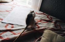 К чему снятся террористы — значения снов и предупреждения о возможных опасностях