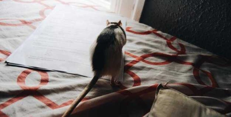 К чему снятся террористы — значения снов и предупреждения о возможных опасностях