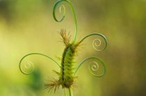 К чему снятся зеленые гусеницы — эзотерический смысл и толкование