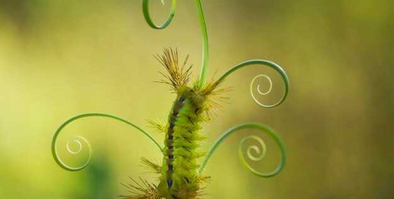 К чему снятся зеленые гусеницы — эзотерический смысл и толкование